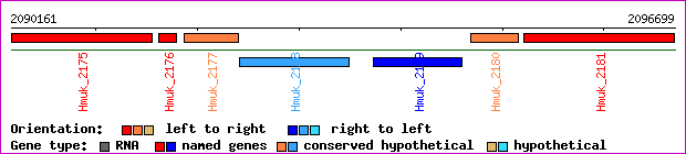 gene map