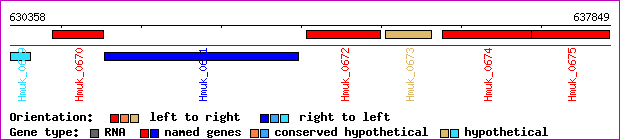 gene map