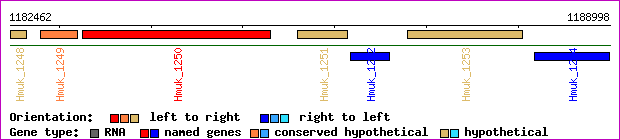 gene map