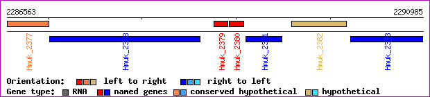 gene map