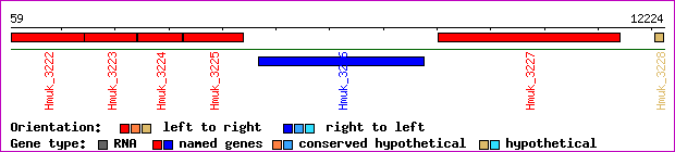 gene map
