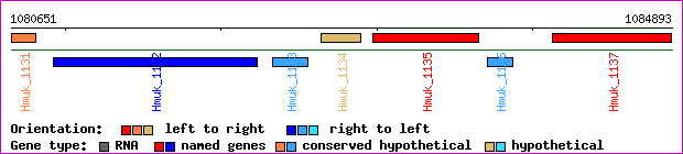 gene map