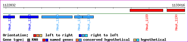 gene map