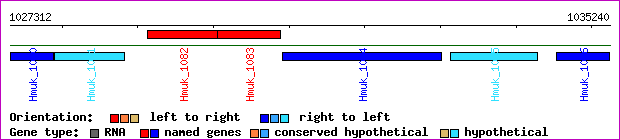 gene map