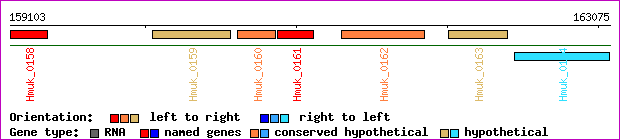 gene map