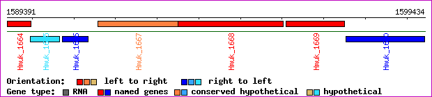 gene map