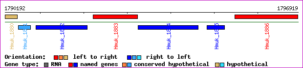 gene map