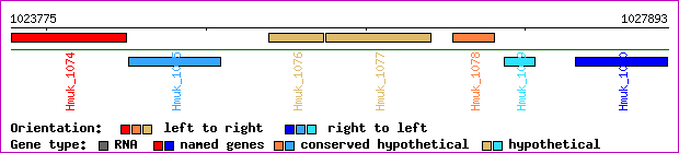 gene map