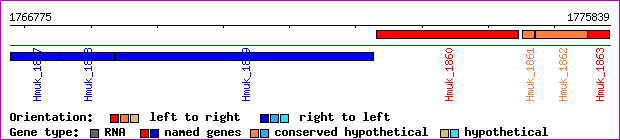 gene map