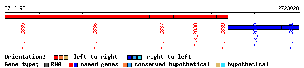 gene map
