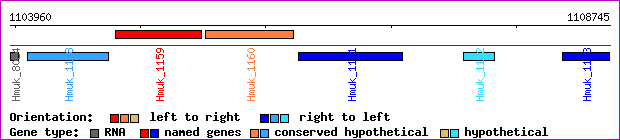 gene map
