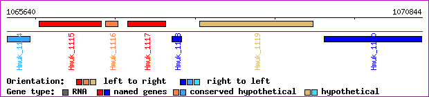 gene map