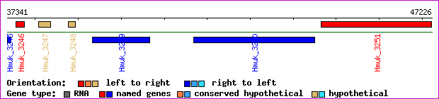 gene map