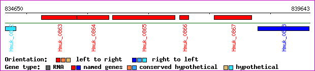 gene map