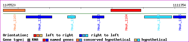 gene map