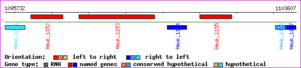 gene map