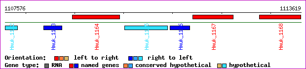 gene map
