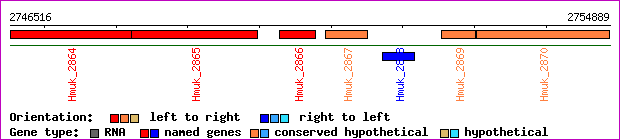 gene map