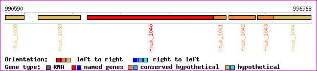 gene map
