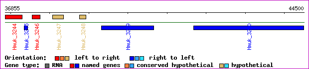 gene map
