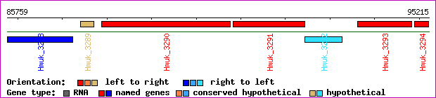 gene map