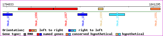 gene map