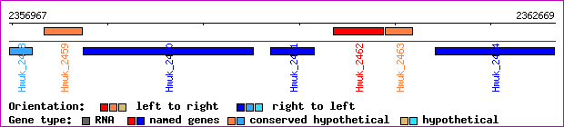 gene map