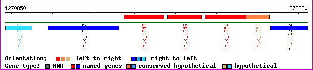 gene map