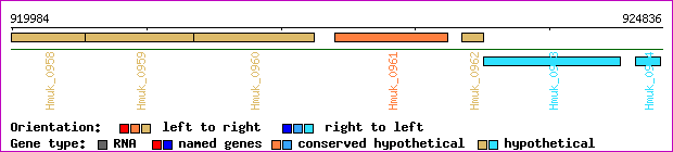 gene map