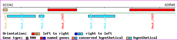 gene map