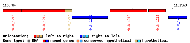 gene map
