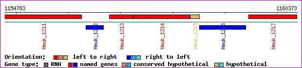 gene map