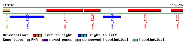 gene map