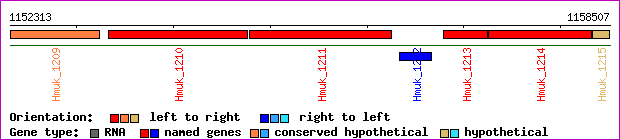 gene map
