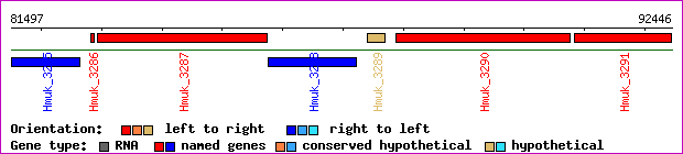 gene map