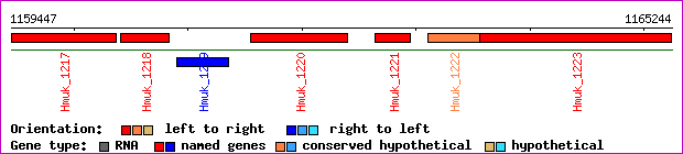gene map