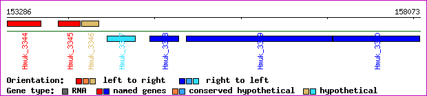 gene map