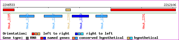 gene map
