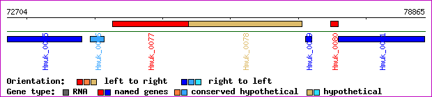gene map
