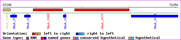 gene map