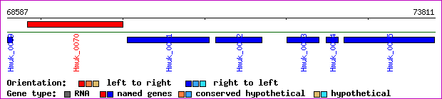 gene map