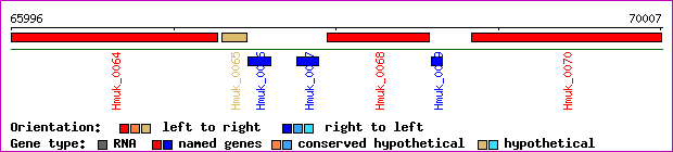 gene map