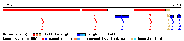 gene map