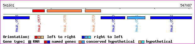 gene map