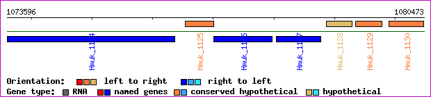 gene map