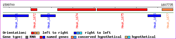 gene map