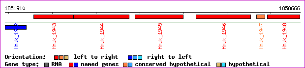 gene map
