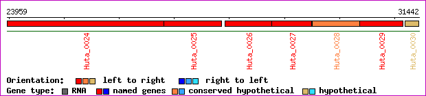 gene map