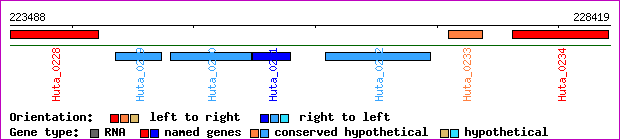 gene map