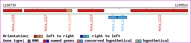 gene map